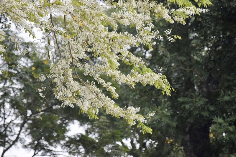 Hoa sưa nở trắng trời Hà Nội: Các cung đường “hút” người check-in - ảnh 3