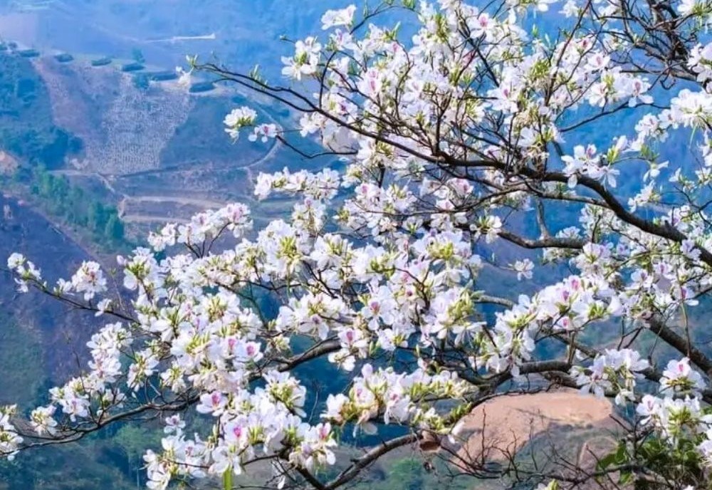 Về Điện Biên mùa hoa ban nở, dự Lễ hội Hoa Ban 2026 - ảnh 1