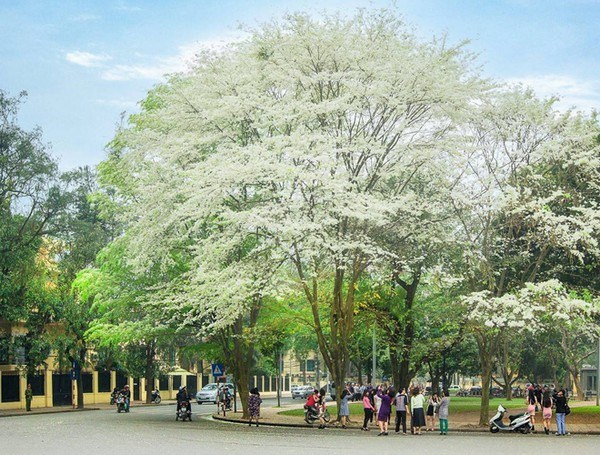 Hoa sưa nở trắng trời Hà Nội: Các cung đường “hút” người check-in - ảnh 1