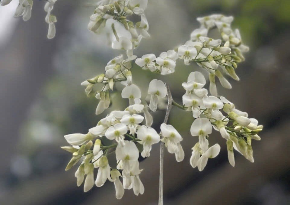 Hoa sưa nở trắng trời Hà Nội: Các cung đường “hút” người check-in - ảnh 2