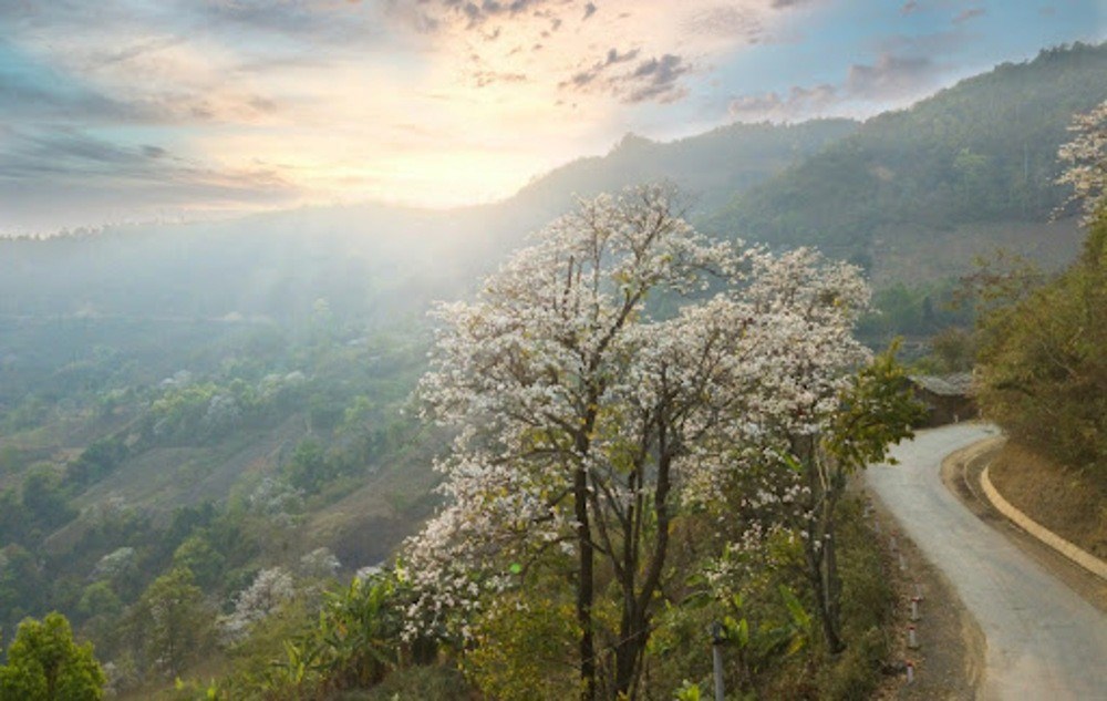 Theo chân giới trẻ săn hoa ban nở sớm ở Tây Bắc - ảnh 5