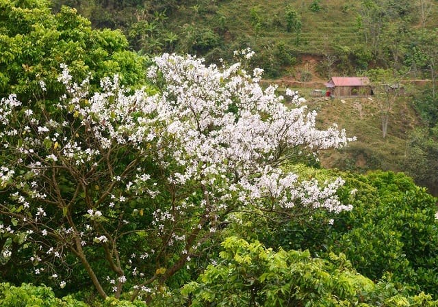 Theo chân giới trẻ săn hoa ban nở sớm ở Tây Bắc - ảnh 3