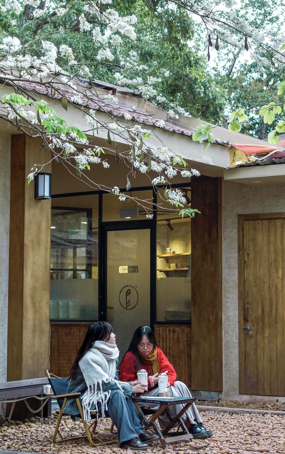 “Cà phê chữa lành” với hoa sưa: Các điểm ngắm đẹp nhất Hà Nội - ảnh 2