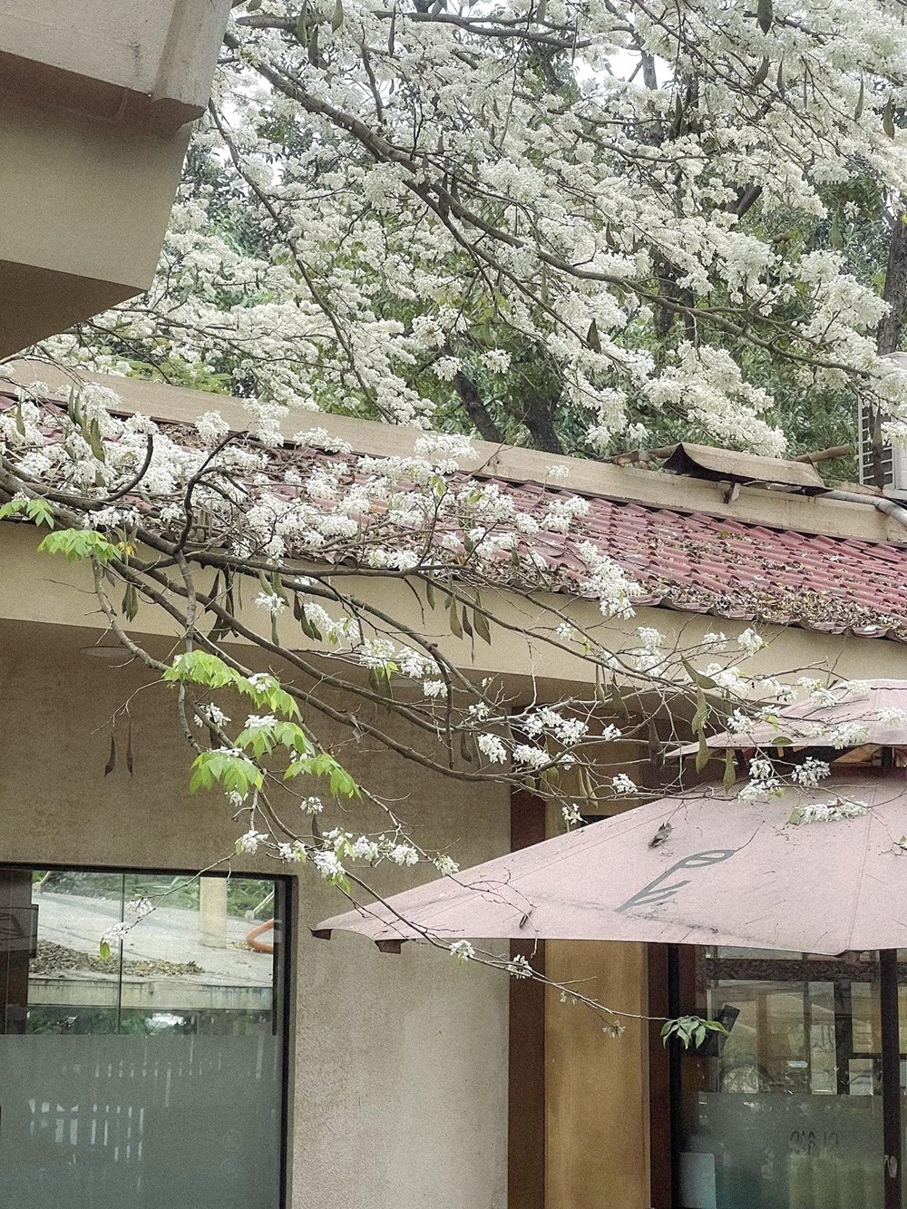 “Cà phê chữa lành” với hoa sưa: Các điểm ngắm đẹp nhất Hà Nội - ảnh 3