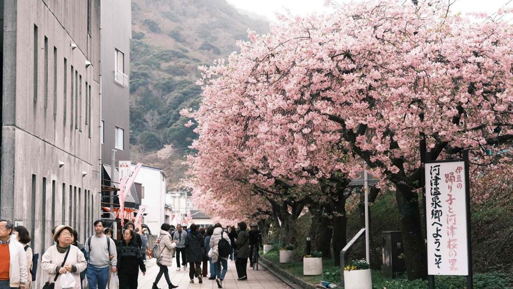 Tour Nhật Bản “tăng nhiệt” khi mùa hoa anh đào chớm nở - ảnh 4