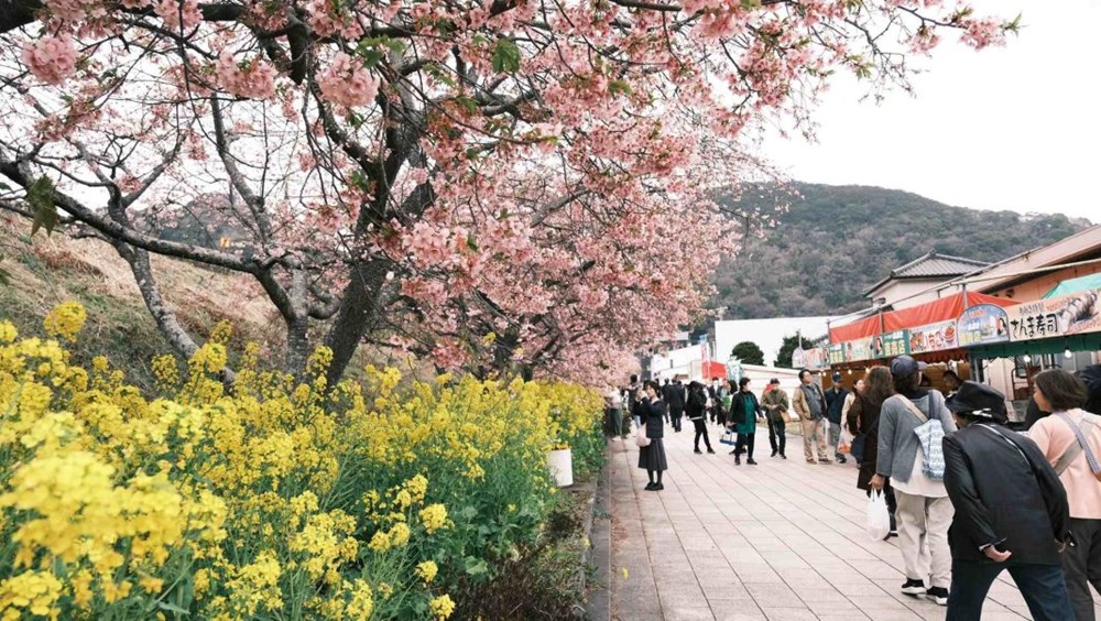 Tour Nhật Bản “tăng nhiệt” khi mùa hoa anh đào chớm nở - ảnh 2
