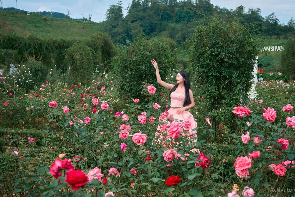 Lên Fansipan mùa thu: Săn mây, ngắm mùa vàng và thảm hoa rực rỡ  ​ - ảnh 5