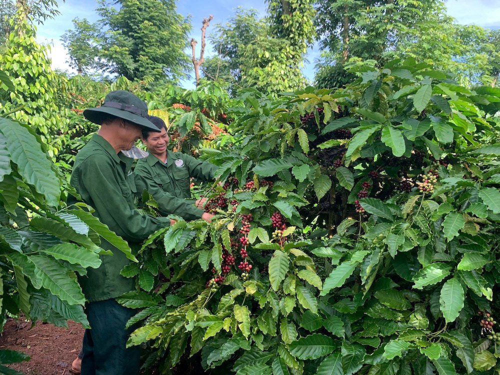 Tôn vinh giá trị di sản nhân ngày cà phê Việt Nam - ảnh 1