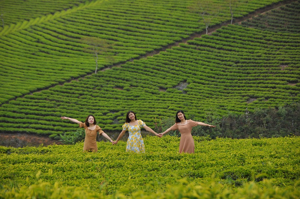 Lễ hội Trà quốc tế sẽ diễn ra gần một tháng tại Lâm Đồng - ảnh 2