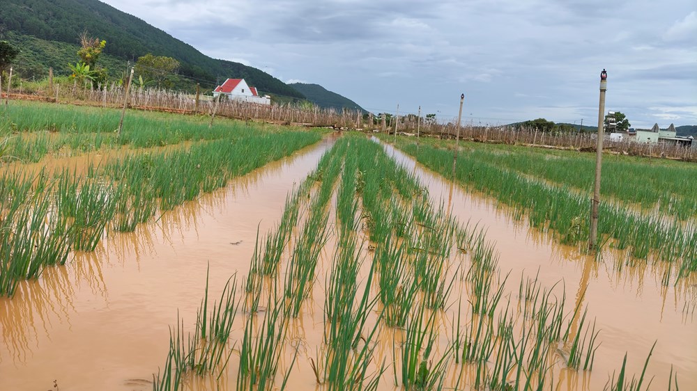 Lâm Đồng: Ngập nặng chia cắt giao thông ngay cửa ngõ Đà Lạt - ảnh 7