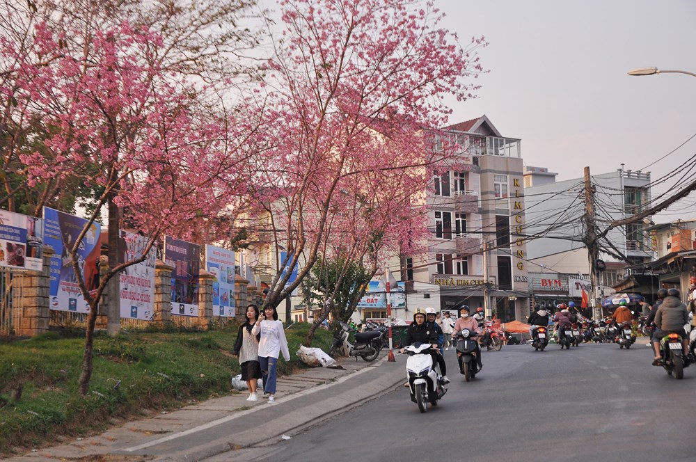 Lâm Đồng: Sẽ tổ chức Lễ hội hoa Mai Anh Đào - Đà Lạt - ảnh 3