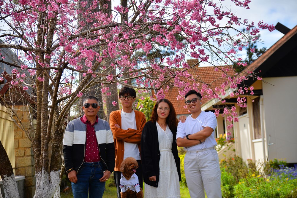 Lâm Đồng: Sẽ tổ chức Lễ hội hoa Mai Anh Đào - Đà Lạt - ảnh 4