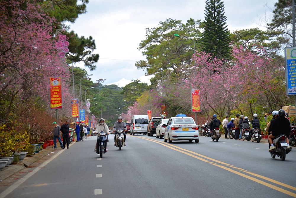 Lâm Đồng: Sẽ tổ chức Lễ hội hoa Mai Anh Đào - Đà Lạt - ảnh 5