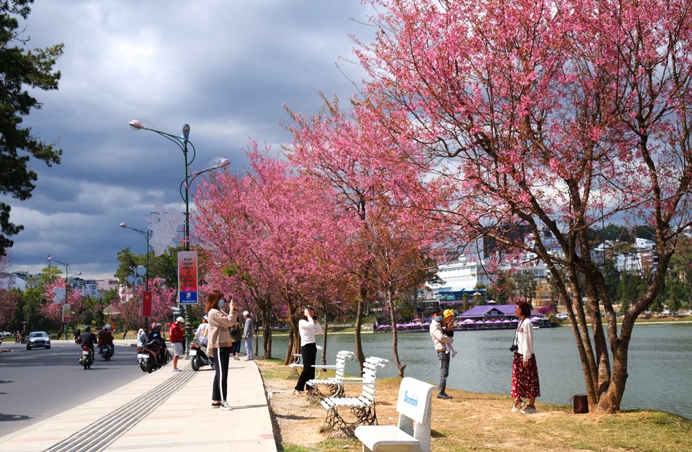 Lâm Đồng: Sẽ tổ chức Lễ hội hoa Mai Anh Đào - Đà Lạt - ảnh 1