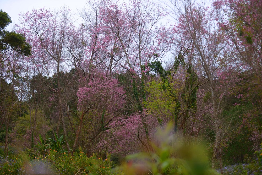 Du khách đổ về vùng ven Đà Lạt ngắm mai anh đào nở - ảnh 10