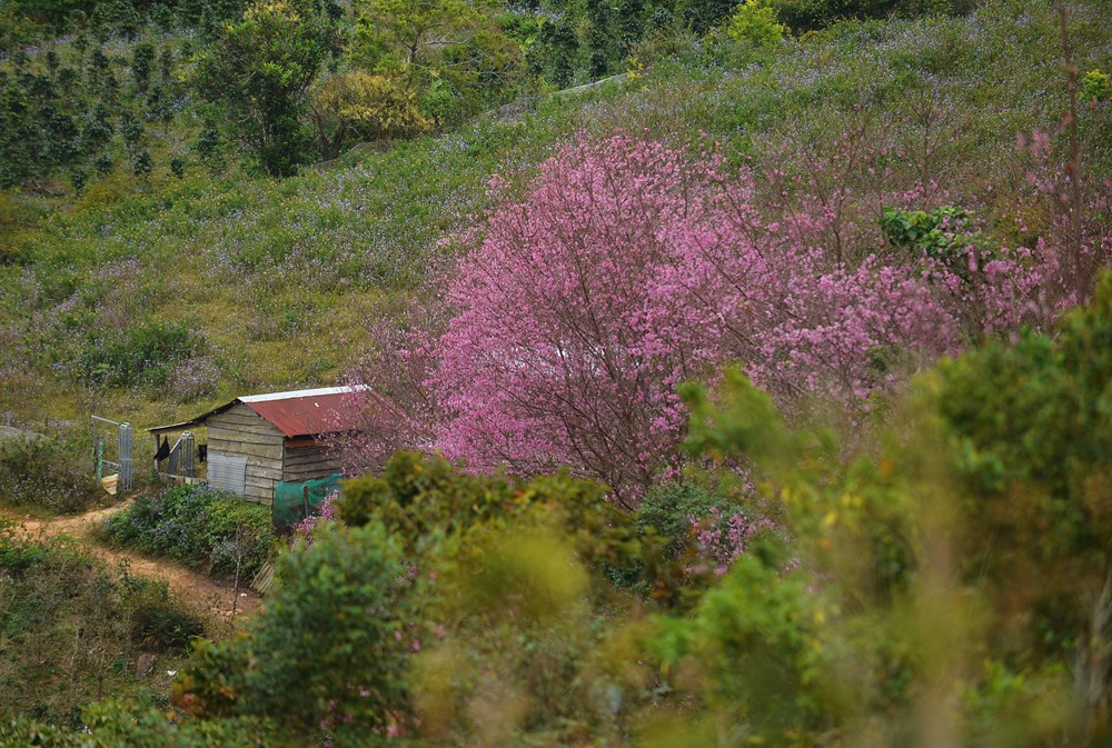 Du khách đổ về vùng ven Đà Lạt ngắm mai anh đào nở - ảnh 7