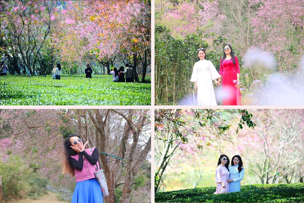 Du khách đổ về vùng ven Đà Lạt ngắm mai anh đào nở - ảnh 14