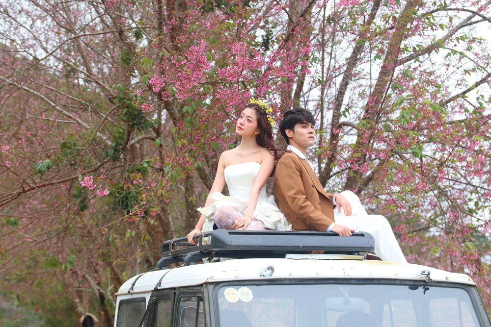 Du khách đổ về vùng ven Đà Lạt ngắm mai anh đào nở - ảnh 9