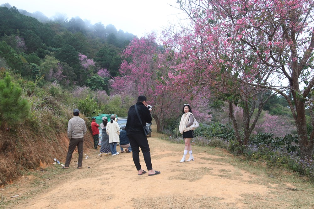 Du khách đổ về vùng ven Đà Lạt ngắm mai anh đào nở - ảnh 13
