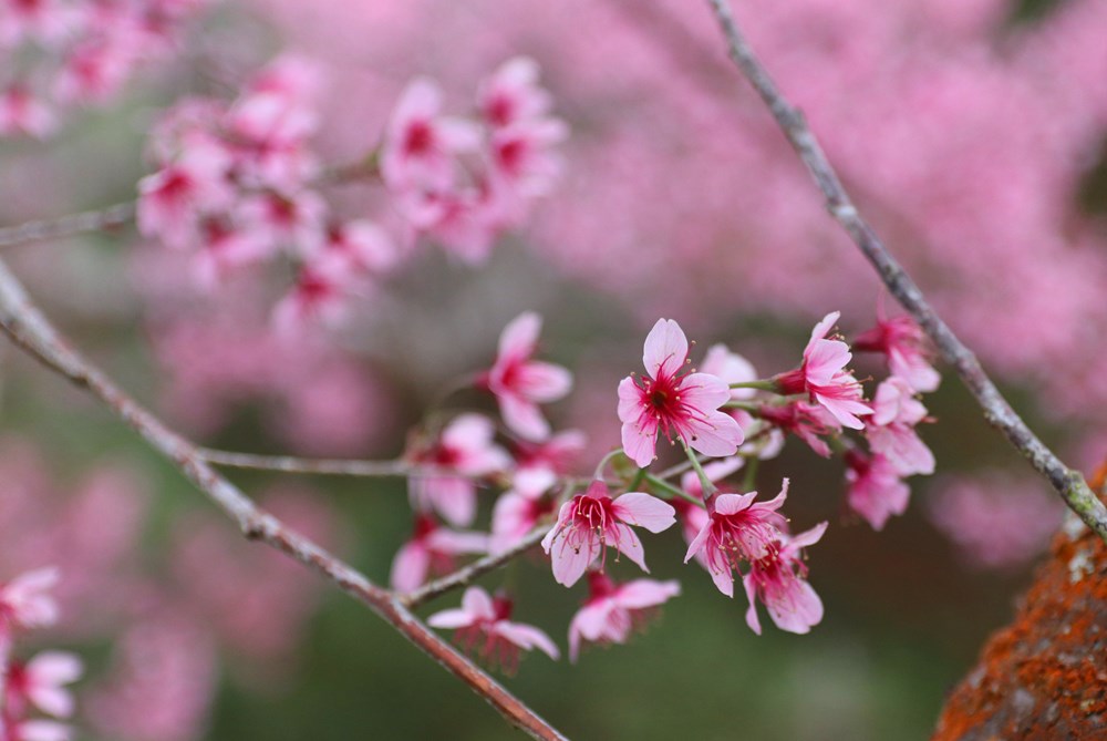 Du khách đổ về vùng ven Đà Lạt ngắm mai anh đào nở - ảnh 11