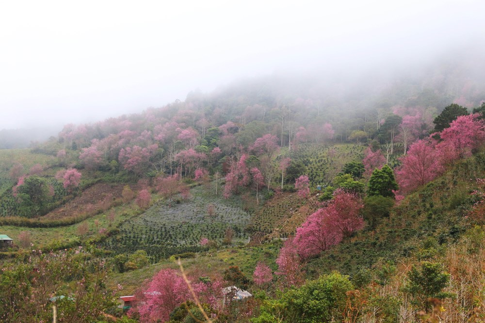 Du khách đổ về vùng ven Đà Lạt ngắm mai anh đào nở - ảnh 6