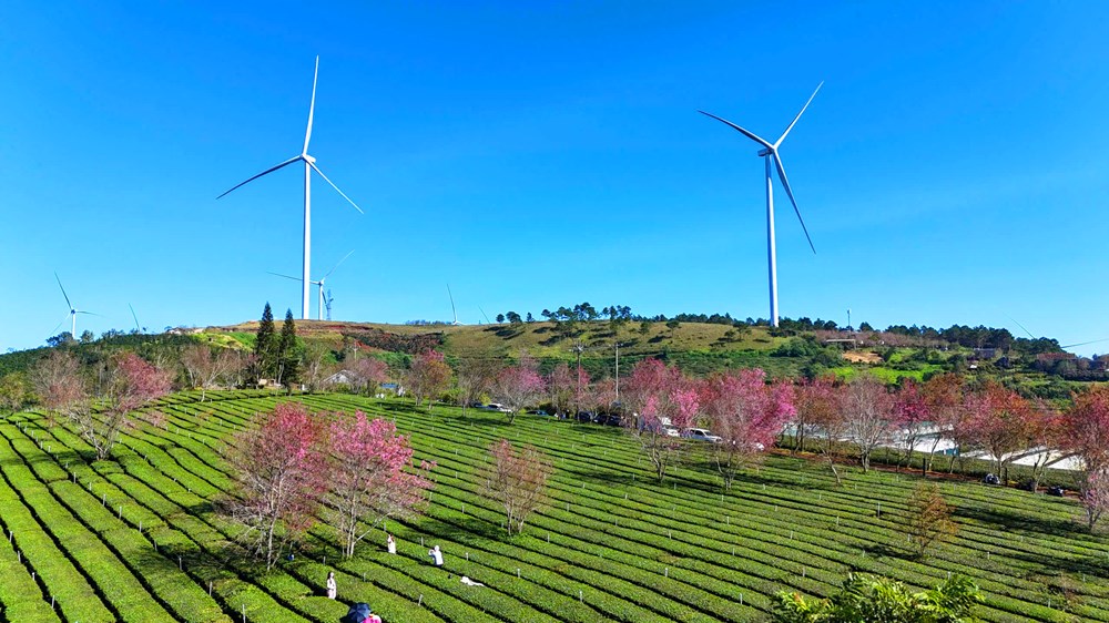 Du khách đổ về vùng ven Đà Lạt ngắm mai anh đào nở - ảnh 4