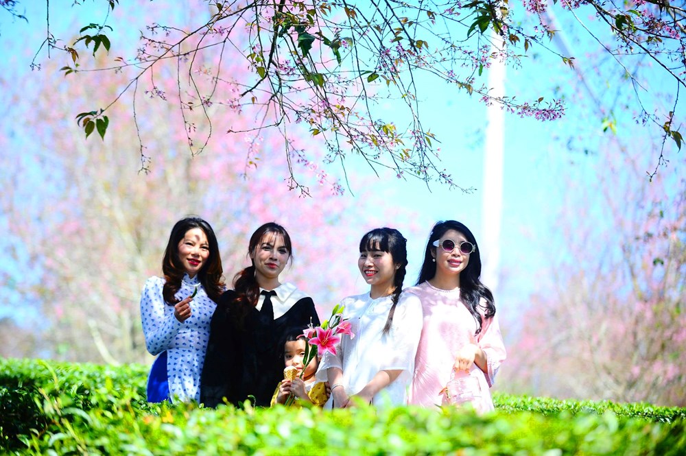 Du khách đổ về vùng ven Đà Lạt ngắm mai anh đào nở - ảnh 1