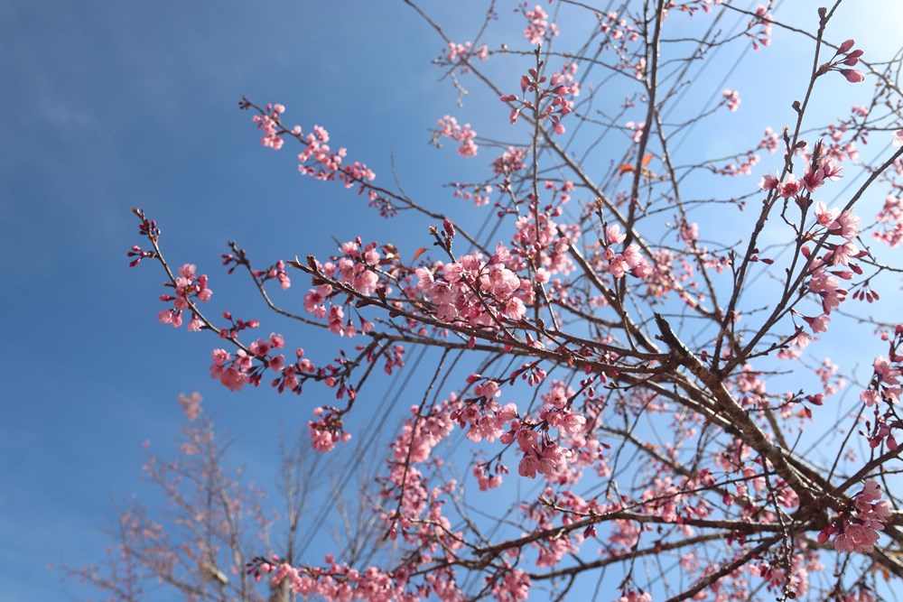 Buôn làng K’Ho bừng sắc xuân trong mùa mai Anh đào - ảnh 10