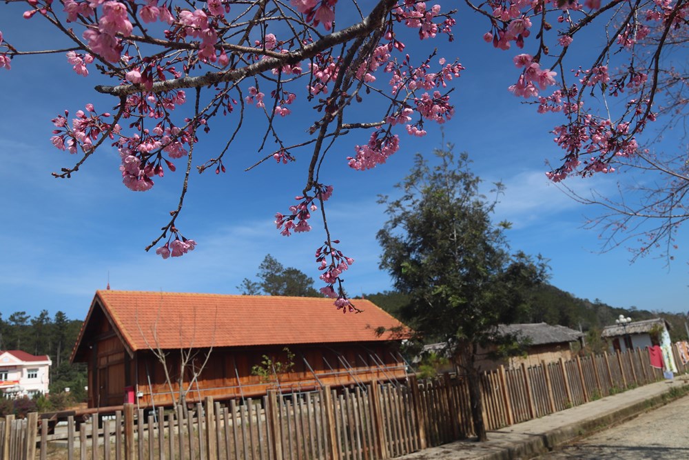 Buôn làng K’Ho bừng sắc xuân trong mùa mai Anh đào - ảnh 5
