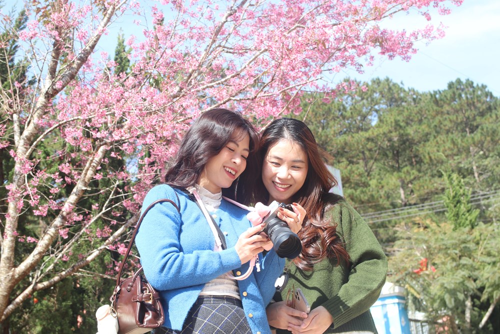 Buôn làng K’Ho bừng sắc xuân trong mùa mai Anh đào - ảnh 15