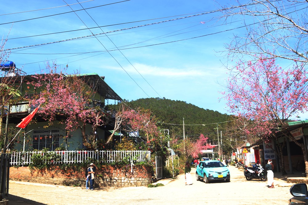 Buôn làng K’Ho bừng sắc xuân trong mùa mai Anh đào - ảnh 1