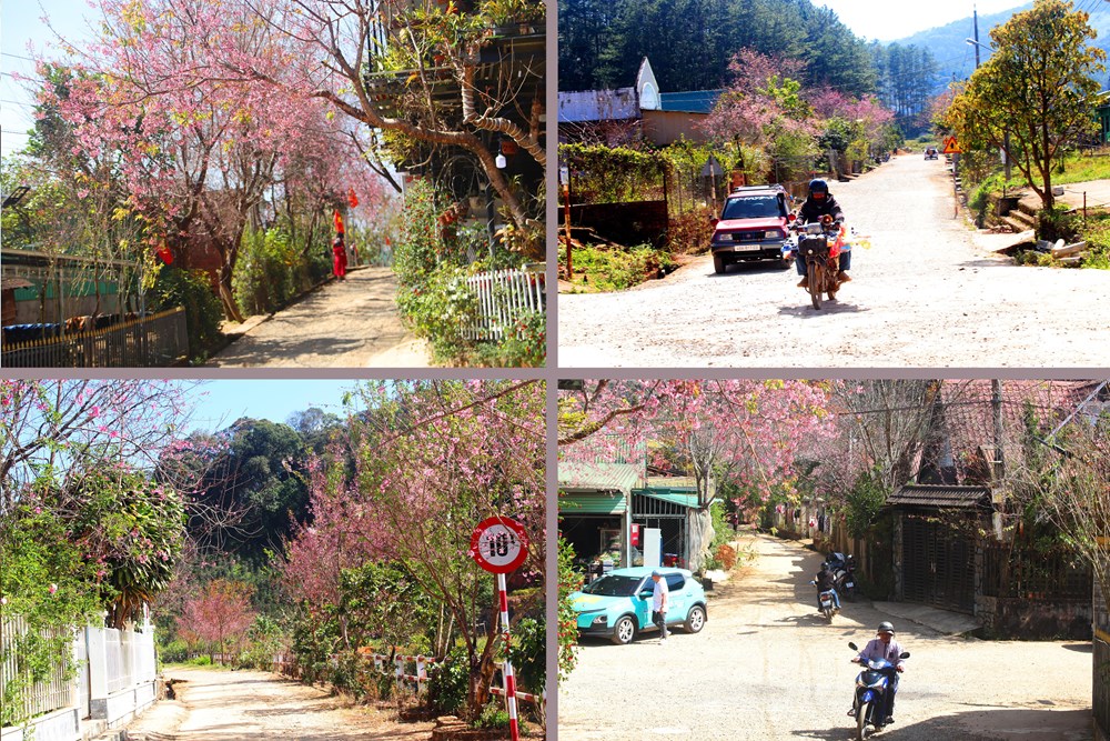 Buôn làng K’Ho bừng sắc xuân trong mùa mai Anh đào - ảnh 3