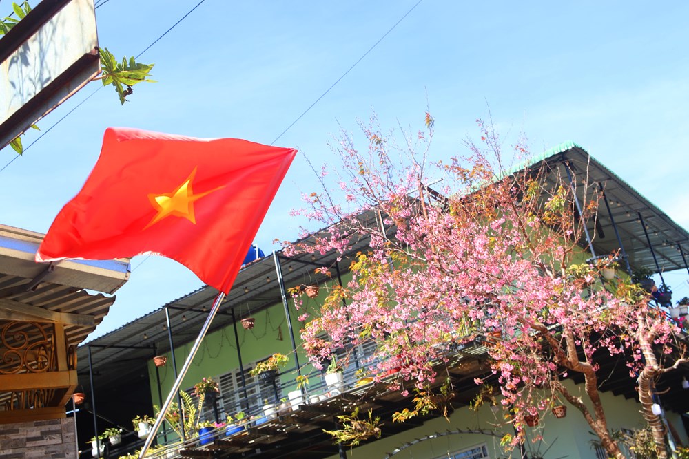 Buôn làng K’Ho bừng sắc xuân trong mùa mai Anh đào - ảnh 16