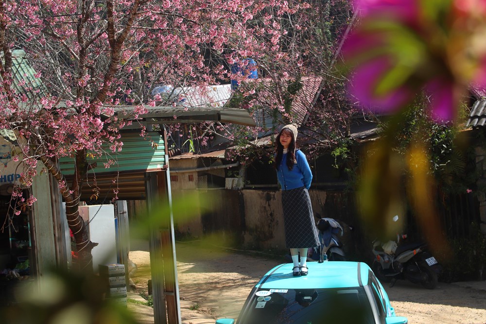 Buôn làng K’Ho bừng sắc xuân trong mùa mai Anh đào - ảnh 14