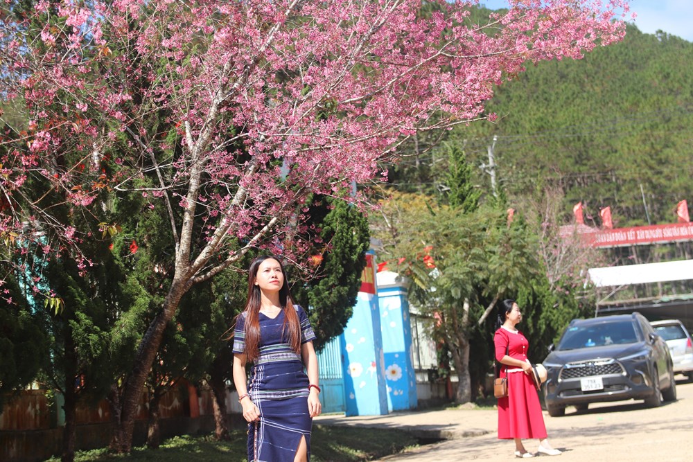 Buôn làng K’Ho bừng sắc xuân trong mùa mai Anh đào - ảnh 6