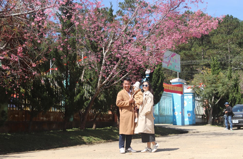 Buôn làng K’Ho bừng sắc xuân trong mùa mai Anh đào - ảnh 8