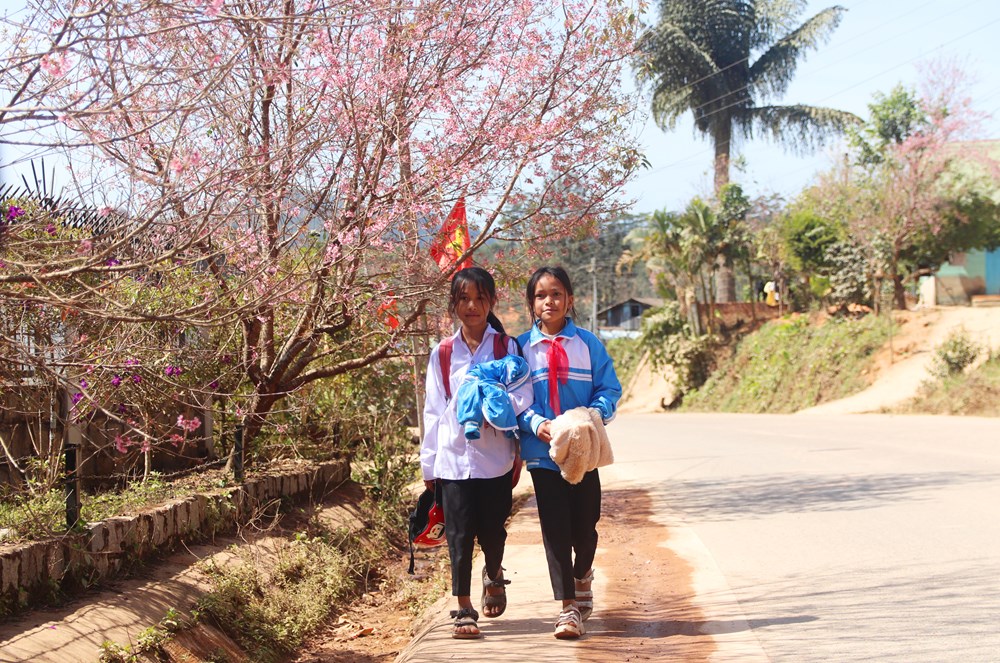 Buôn làng K’Ho bừng sắc xuân trong mùa mai Anh đào - ảnh 11
