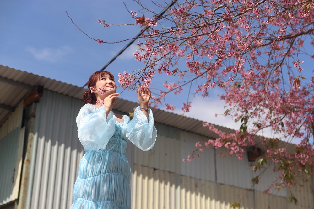 Buôn làng K’Ho bừng sắc xuân trong mùa mai Anh đào - ảnh 9