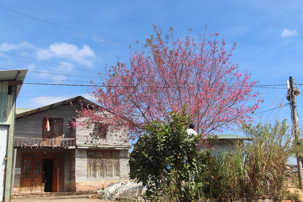 Buôn làng K’Ho bừng sắc xuân trong mùa mai Anh đào - ảnh 17