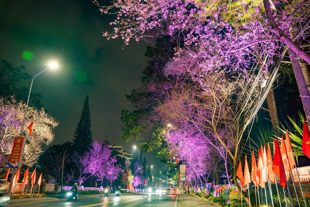 Khai mạc đường hoa ánh sáng, nghệ thuật “Sáng tạo cùng hoa mai anh đào Đà Lạt” - ảnh 1