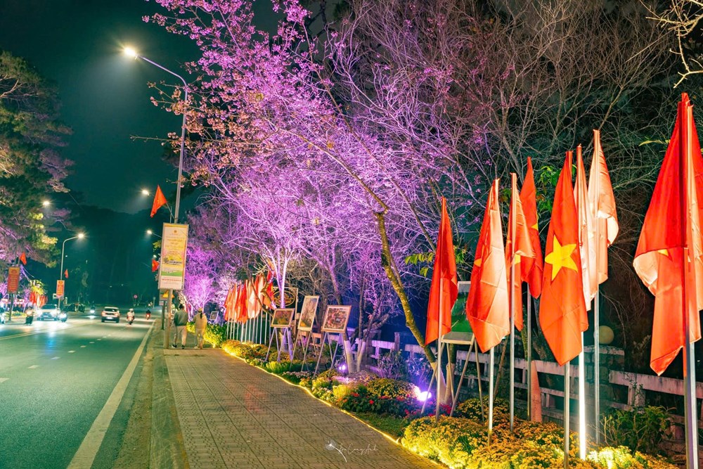 Khai mạc đường hoa ánh sáng, nghệ thuật “Sáng tạo cùng hoa mai anh đào Đà Lạt” - ảnh 5