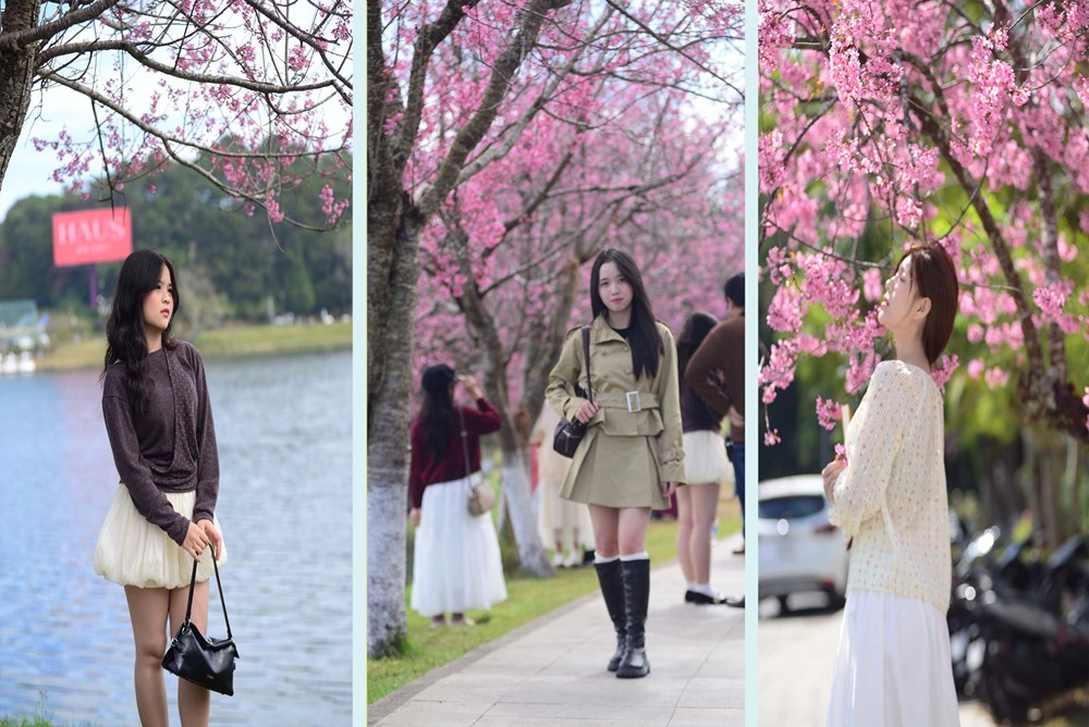 Mai anh đào rực hồng khắp phố - du khách không nỡ rời Đà Lạt - ảnh 6