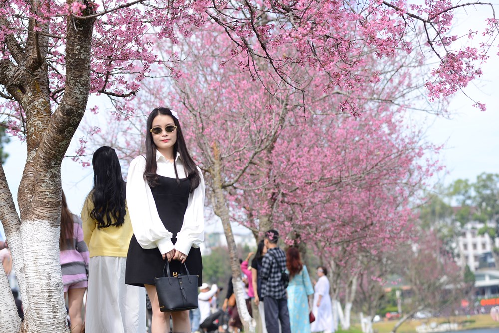 Mai anh đào rực hồng khắp phố - du khách không nỡ rời Đà Lạt - ảnh 4