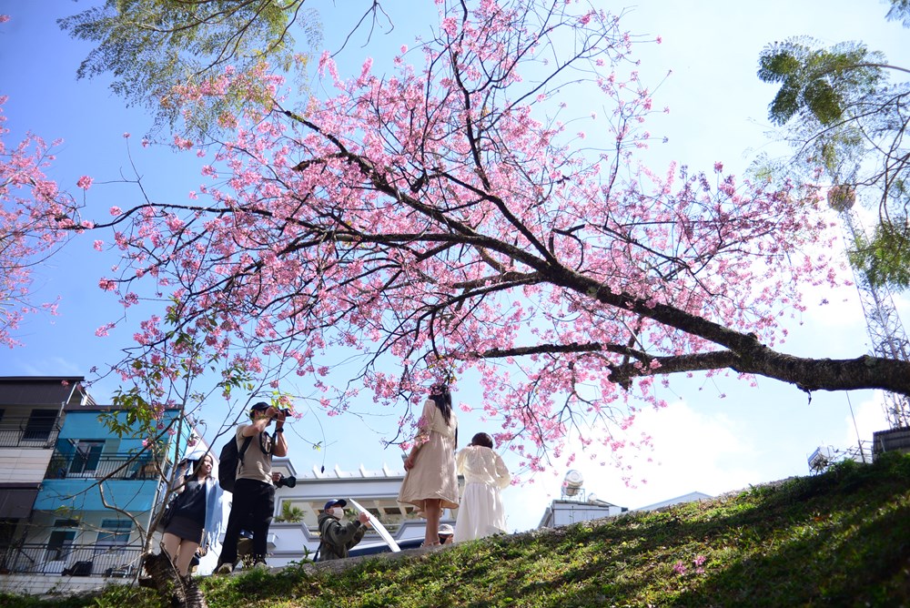 Mai anh đào rực hồng khắp phố - du khách không nỡ rời Đà Lạt - ảnh 10