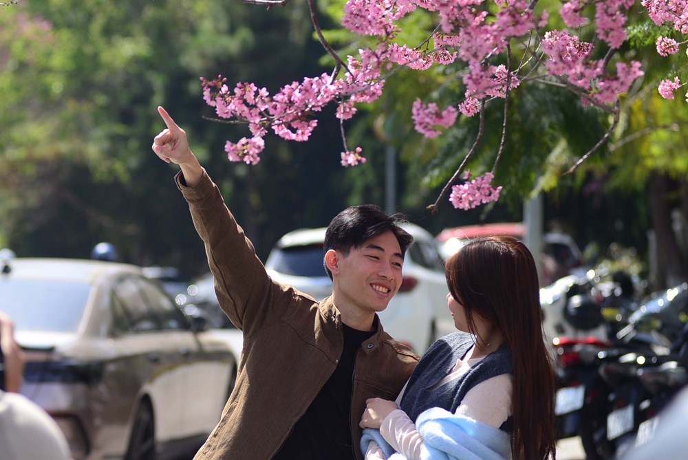 Mai anh đào rực hồng khắp phố - du khách không nỡ rời Đà Lạt - ảnh 13