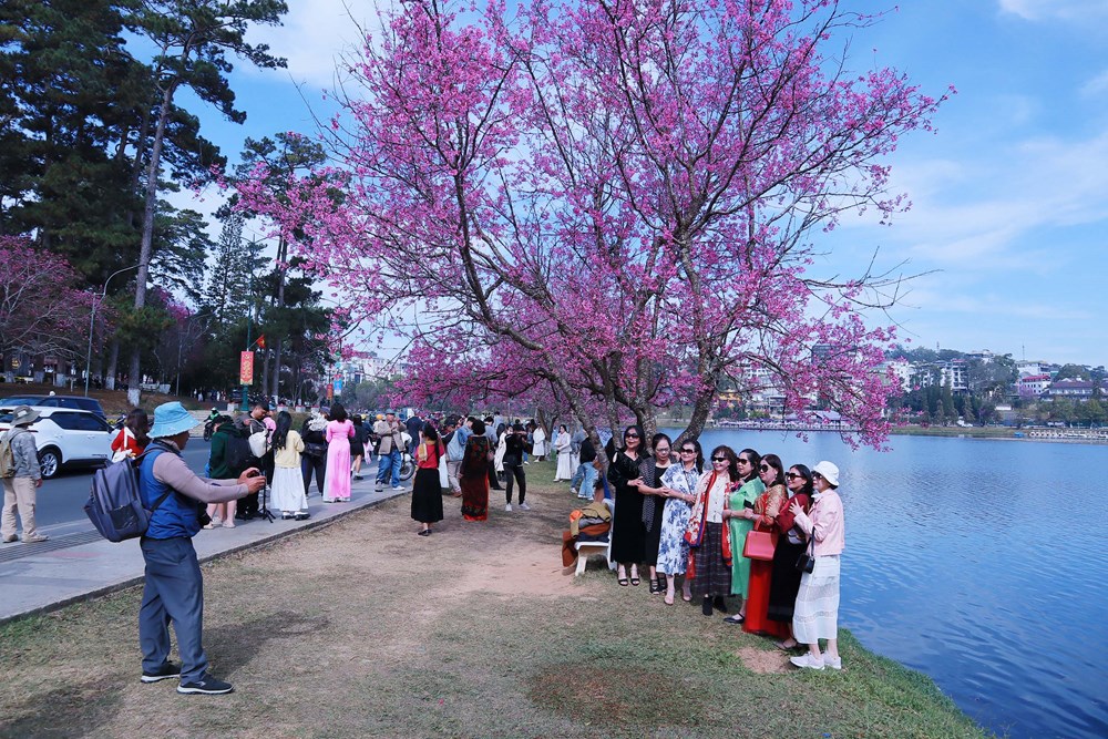 Mai anh đào rực hồng khắp phố - du khách không nỡ rời Đà Lạt - ảnh 3