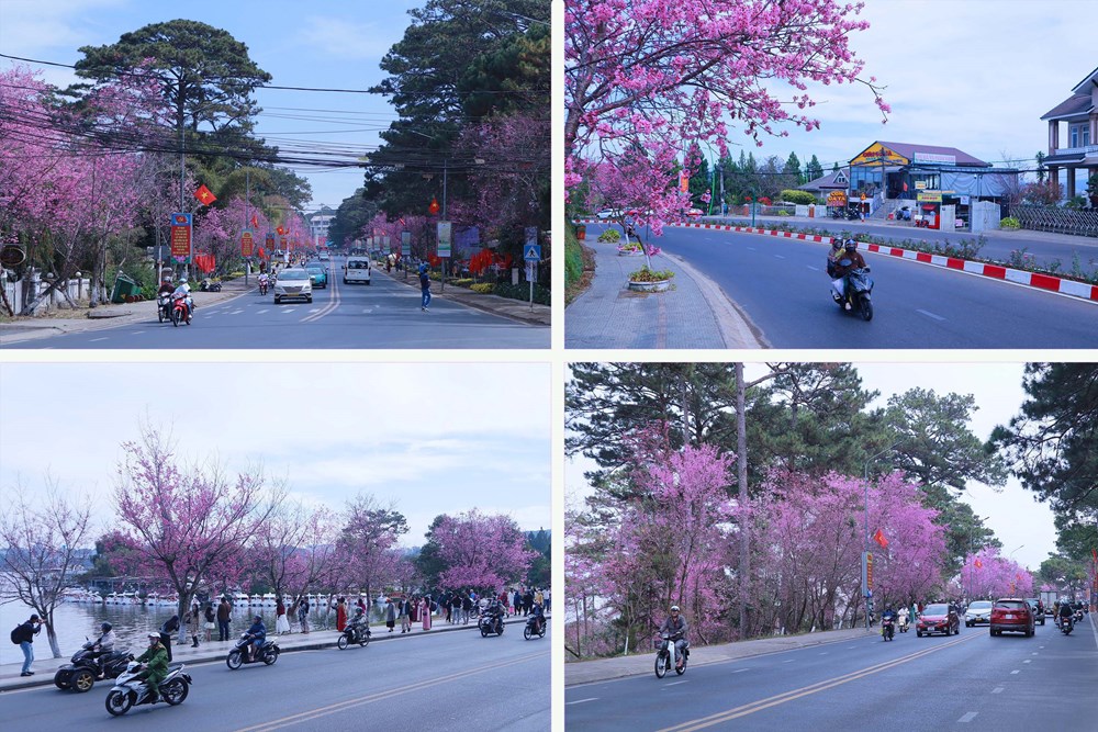 Mai anh đào rực hồng khắp phố - du khách không nỡ rời Đà Lạt - ảnh 2