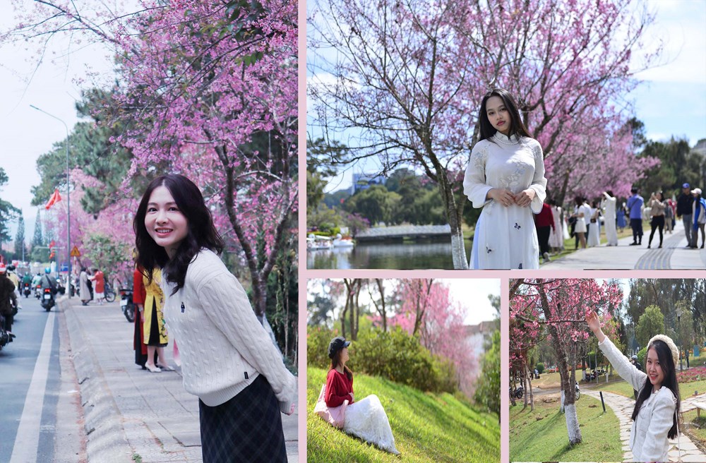 Mai anh đào rực hồng khắp phố - du khách không nỡ rời Đà Lạt - ảnh 7