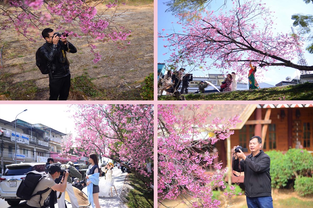 Mai anh đào rực hồng khắp phố - du khách không nỡ rời Đà Lạt - ảnh 11