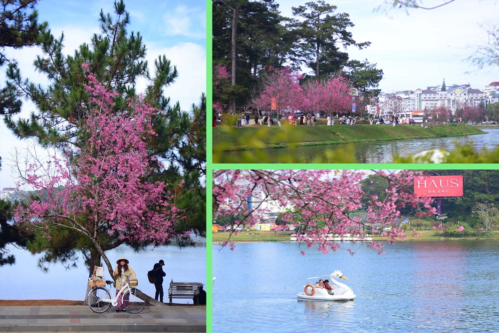Mai anh đào rực hồng khắp phố - du khách không nỡ rời Đà Lạt - ảnh 14